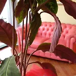 Hotel Waldorf 4*